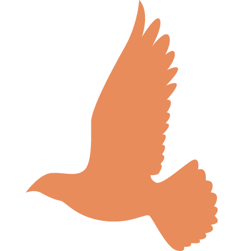 bird flying illustration